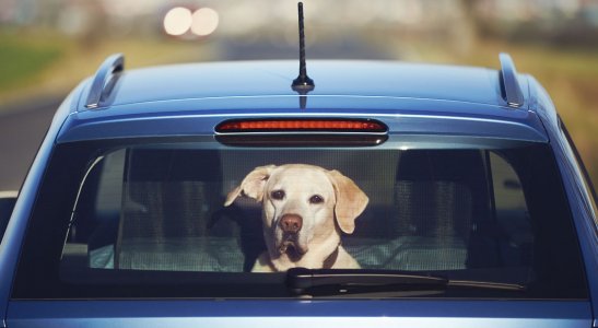 Ako prepravovať psa v aute?
